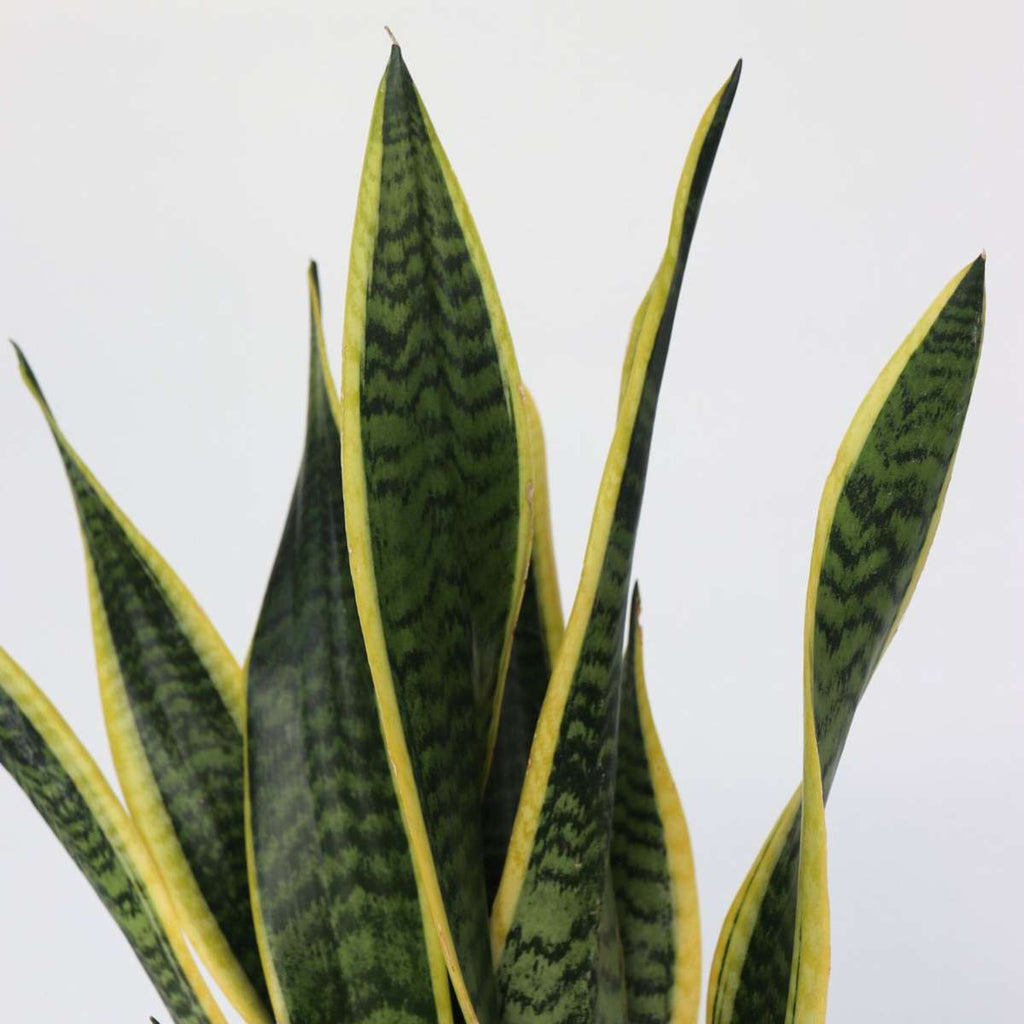 Snake Plant - Sansevieria trifasciata Laurentii - Height 60-70cm - ⌀17cm