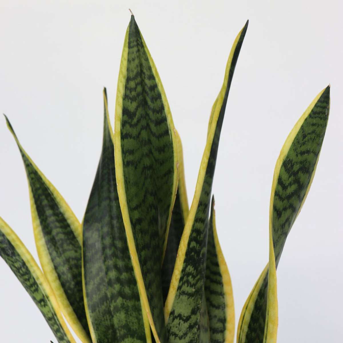 Snake Plant - Sansevieria trifasciata Laurentii - Height 60-70cm - ⌀17cm