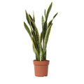 Snake plant - Sansevieria trifasciata Laurentii - Height 65-75cm - ⌀21cm