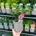 Viburnum tinus 1L