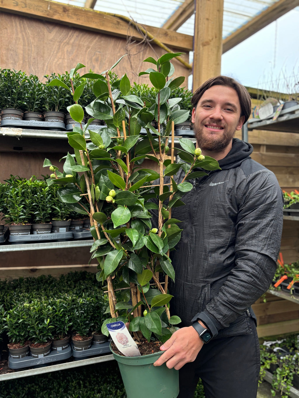 Camellia japonica 'Nuccio's Pearl' 60cm / 100cm