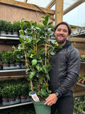 Camellia japonica 'Nuccio's Pearl' 60cm / 100cm