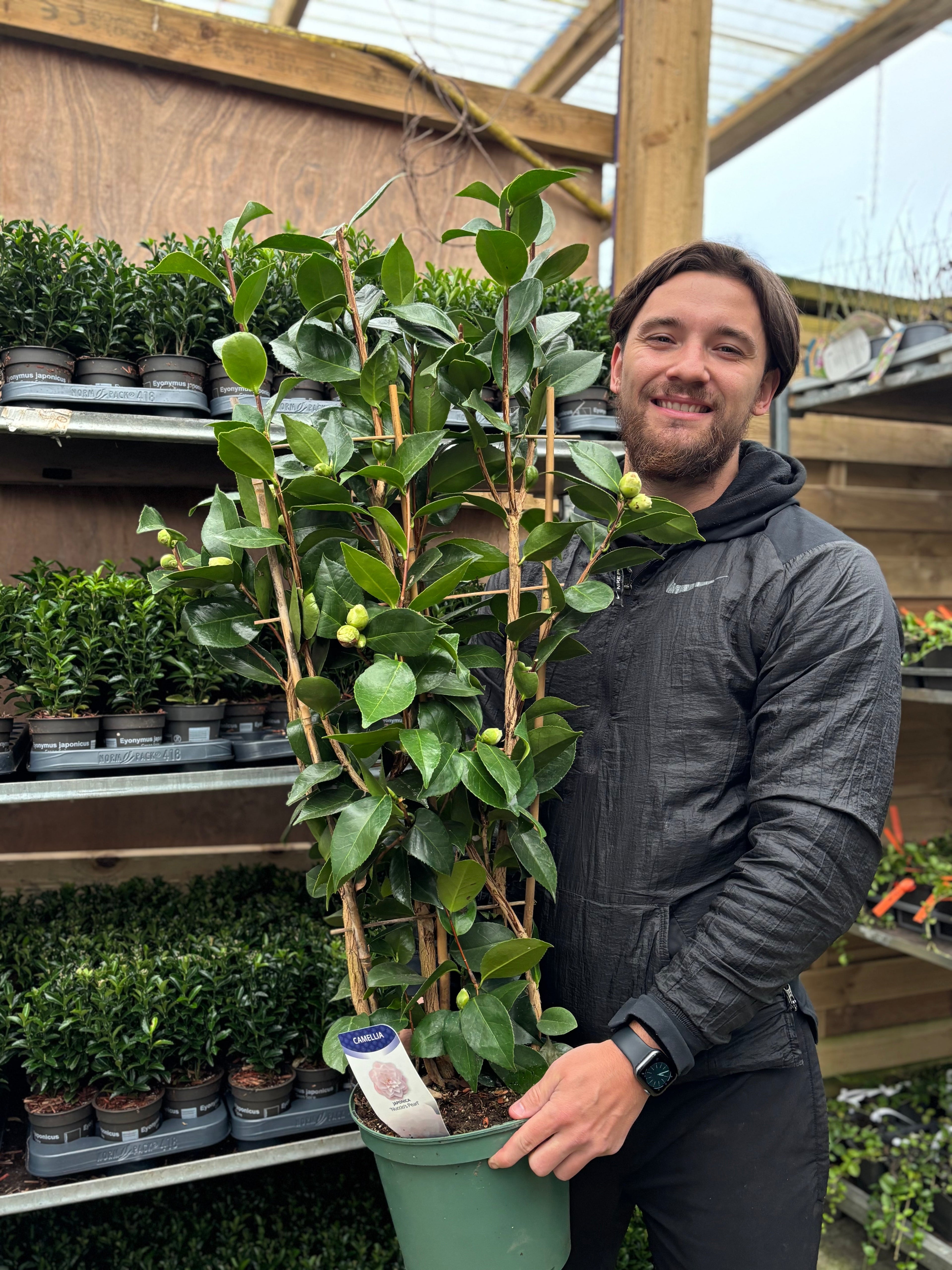 Camellia japonica 'Nuccio's Pearl' 60cm / 100cm