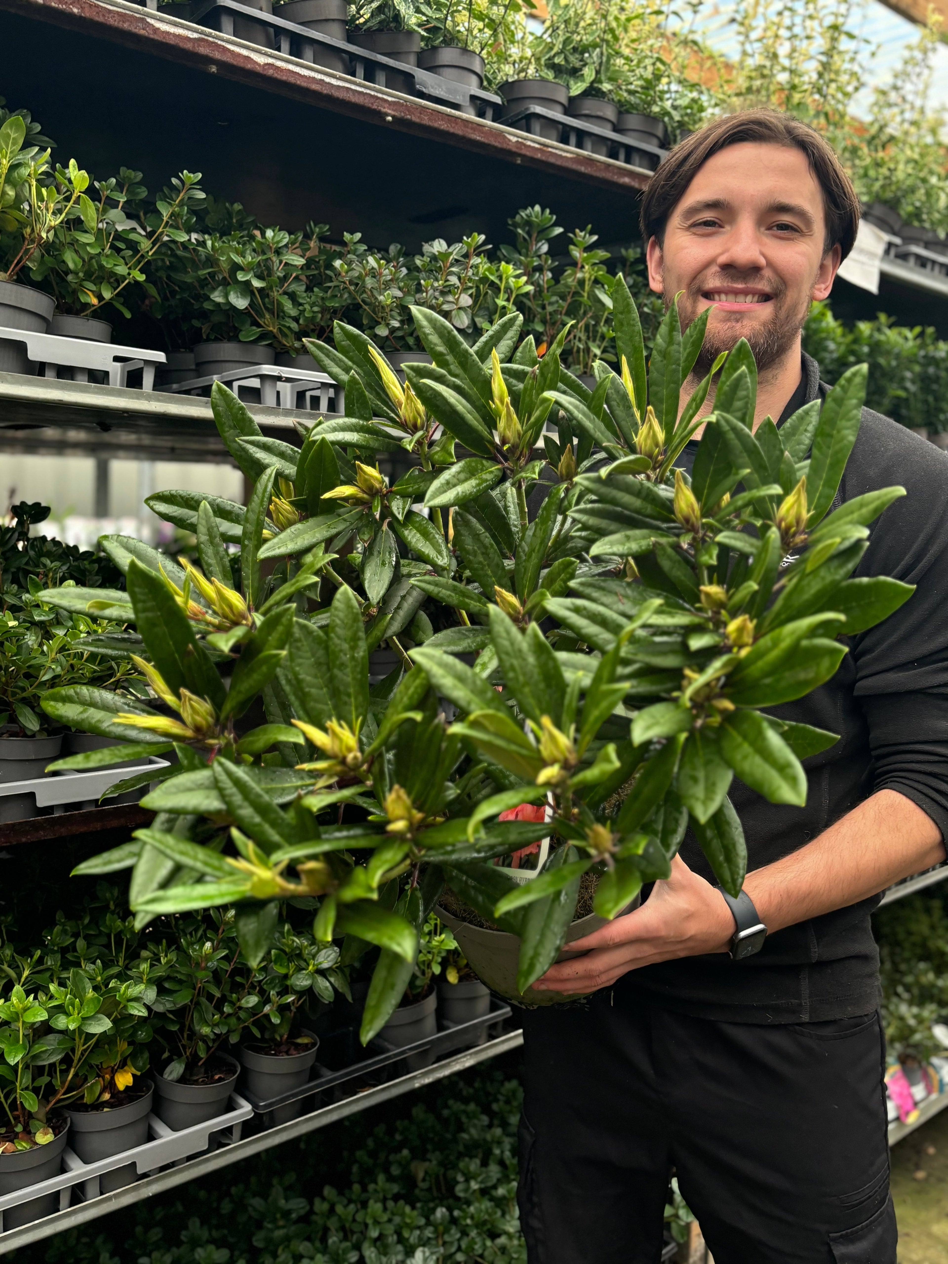 Rhododendron 'Tortoischell Orange' 5L