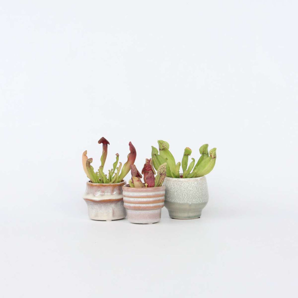 Pitcher plant - 3 pcs. - Sarracenia purpurea - Height 10cm - ⌀5,5cm