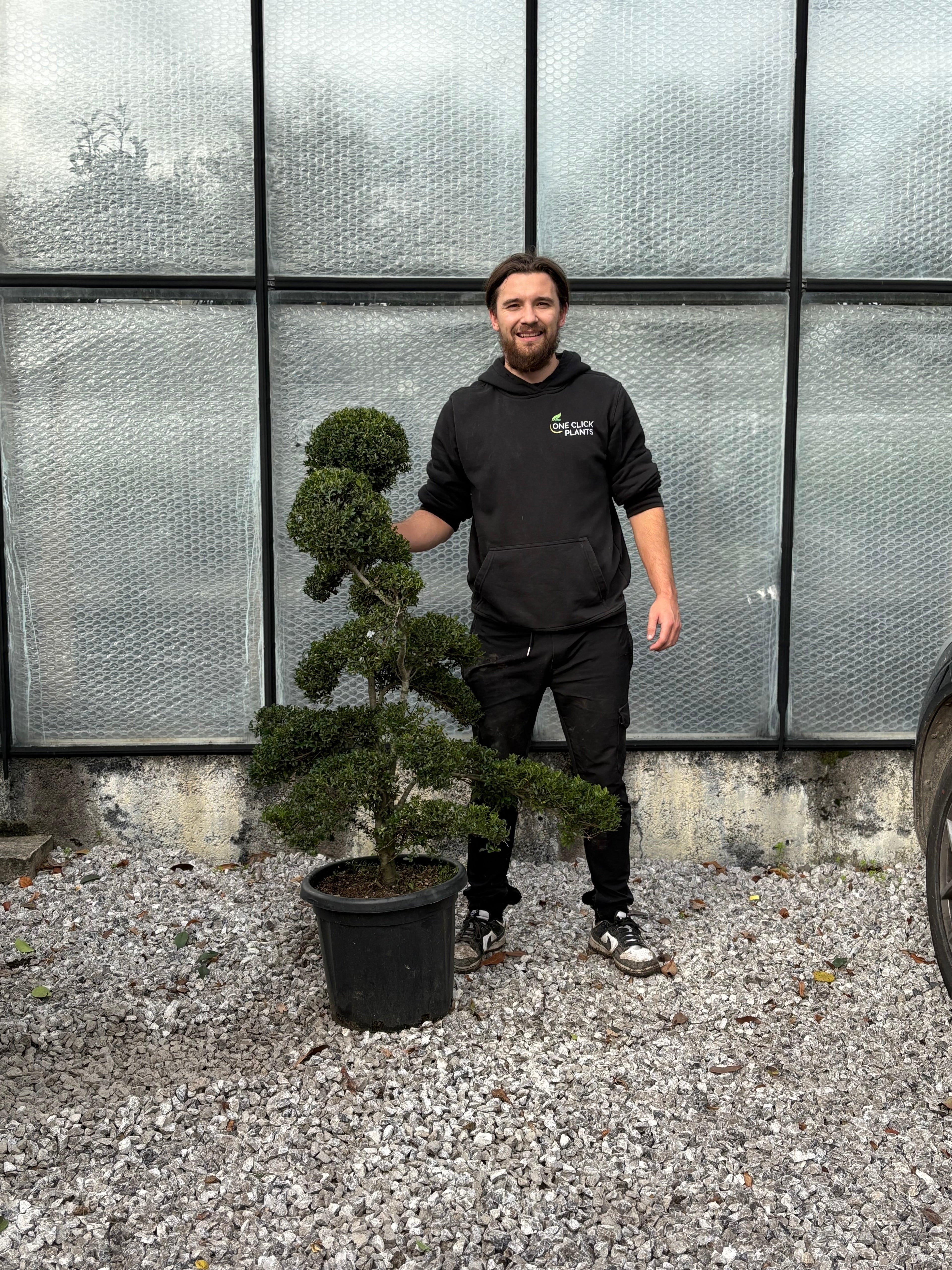 Ilex crenata bonsai