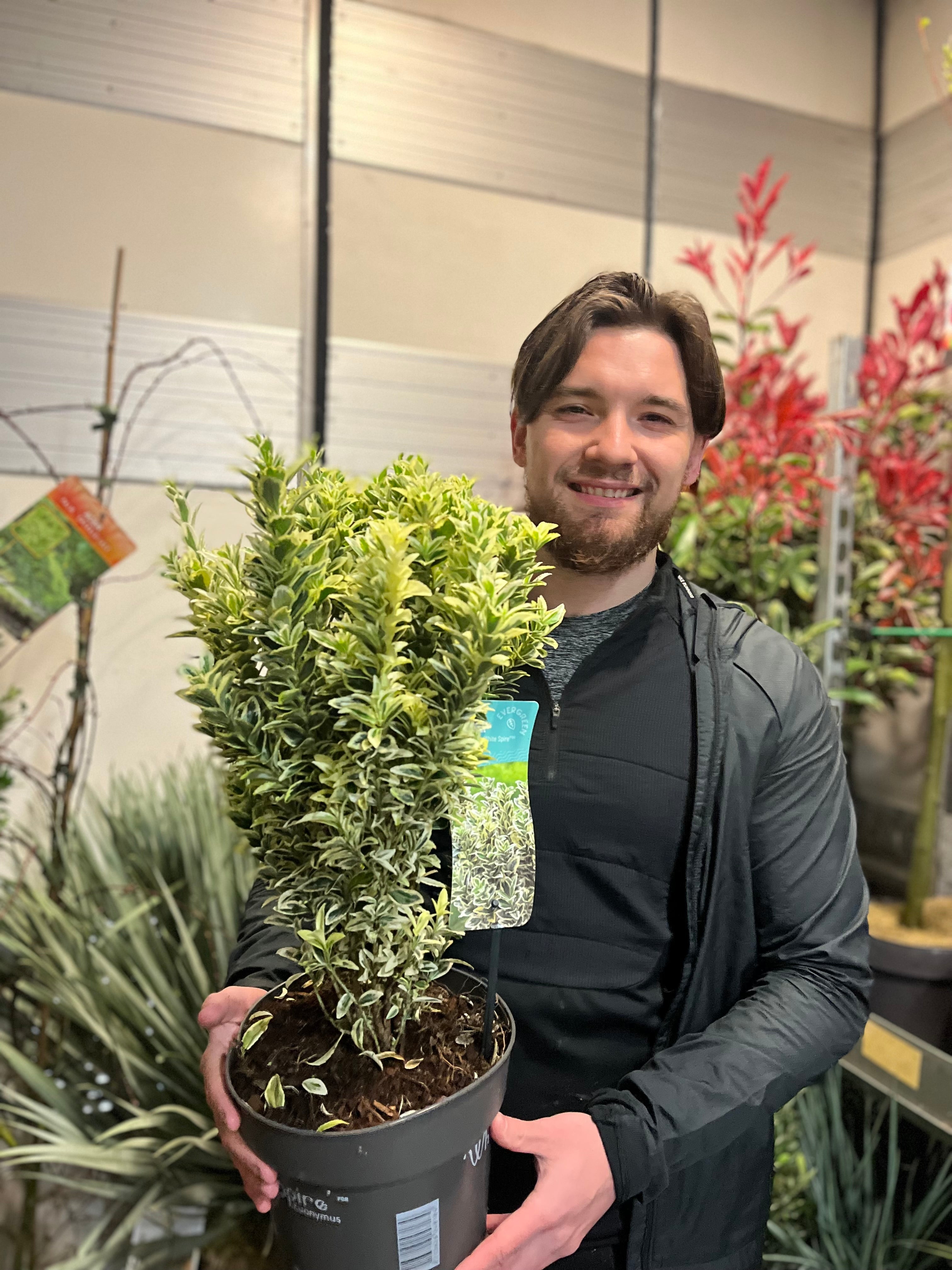 Euonymus japonicus 'White Spire' 9cm-4L (Multibuy Offers Available)