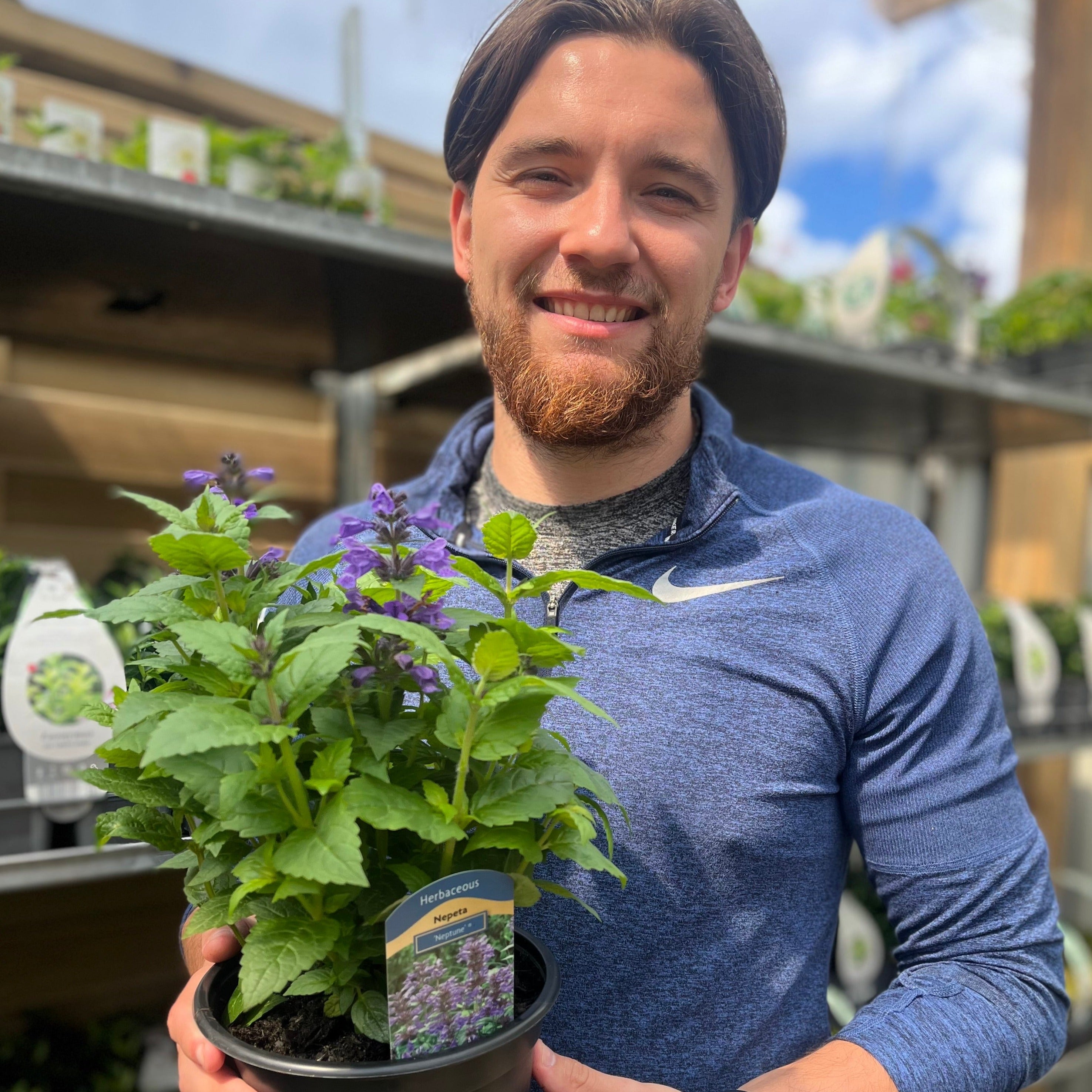 Nepeta Neptune 2L