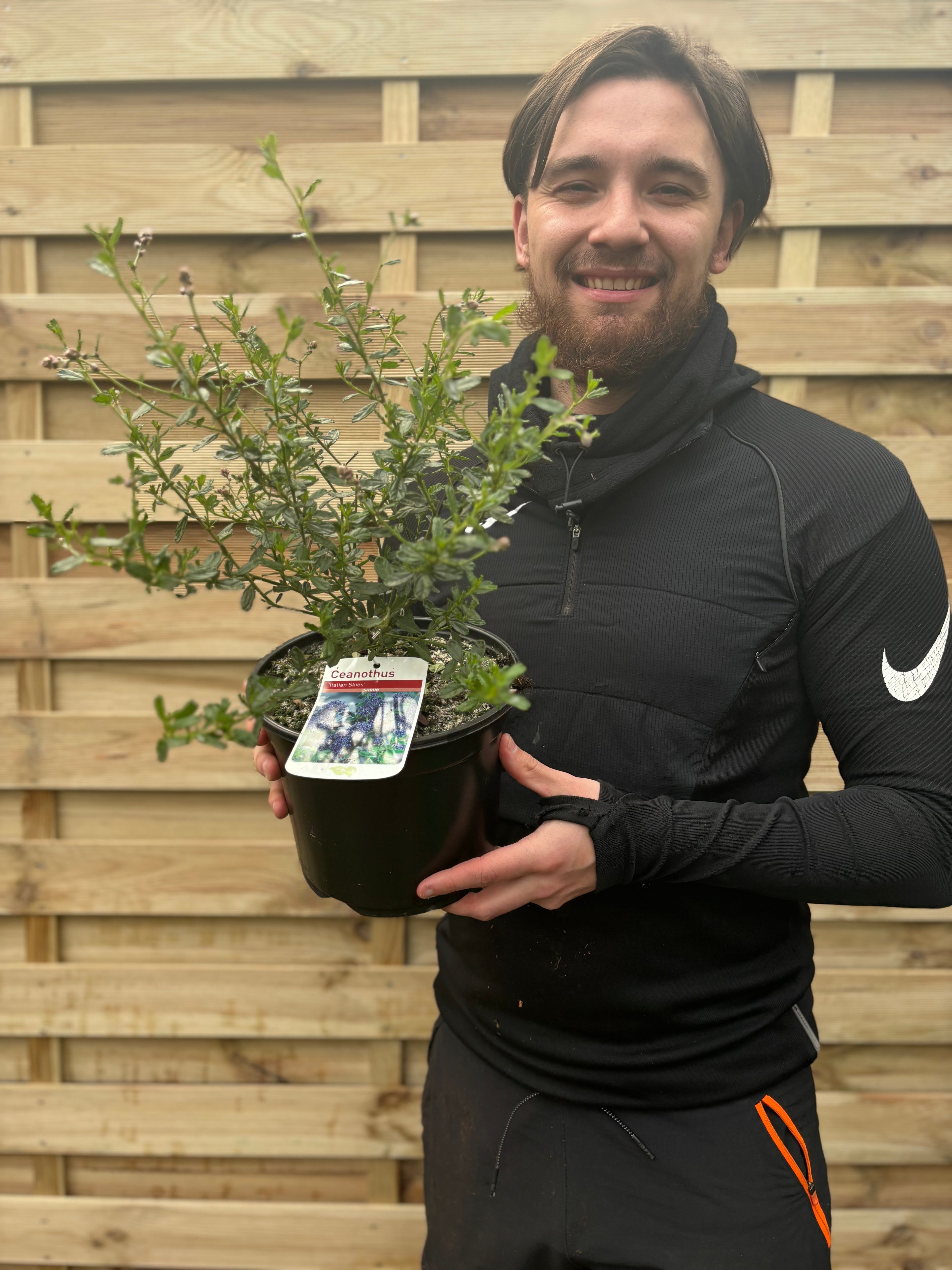 Ceanothus 'Italian Skies' (Californian Lilac) 3L