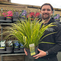 Acorus gramineus 'Ogon' 3L
