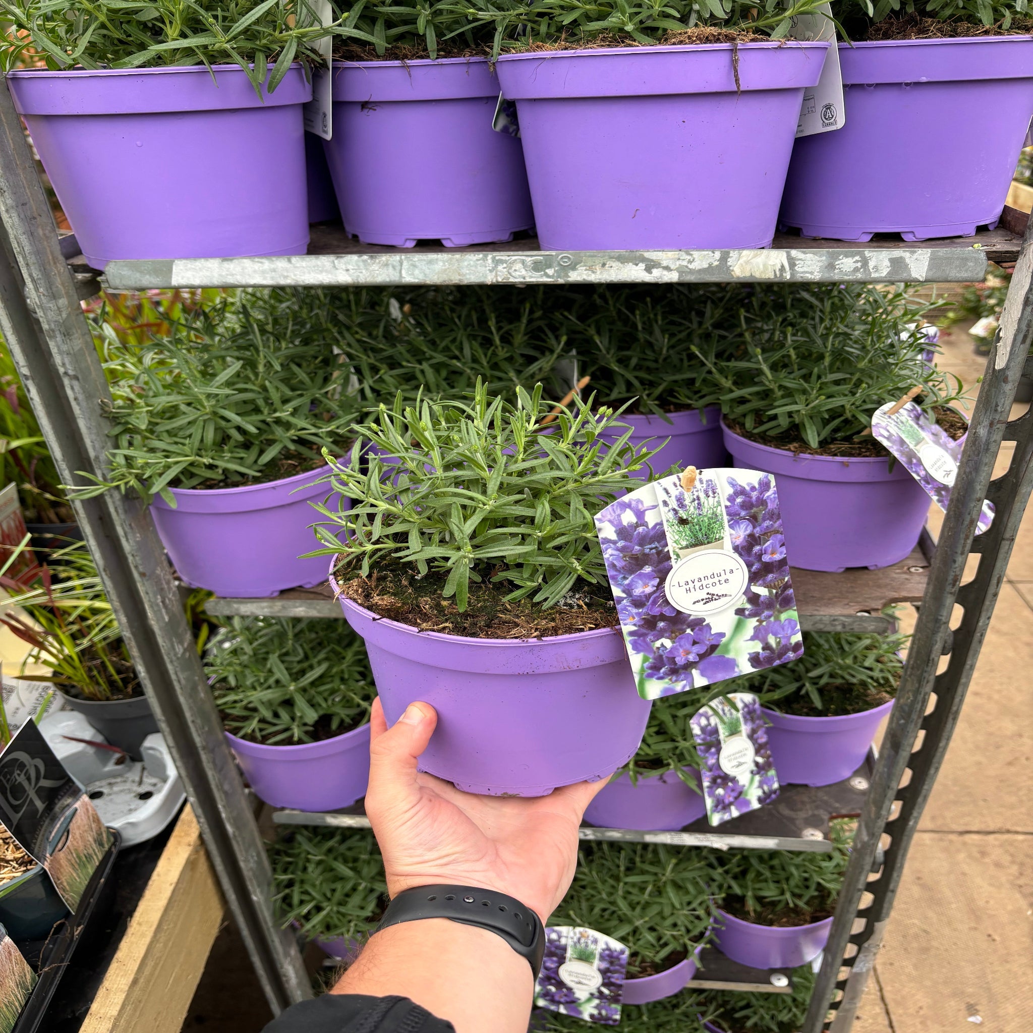Lavender angustifolia 'Hidcote' (9cm/2L)