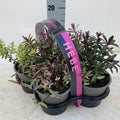 Hebe Mix of 4 Plants (4 x 12cm Pots)