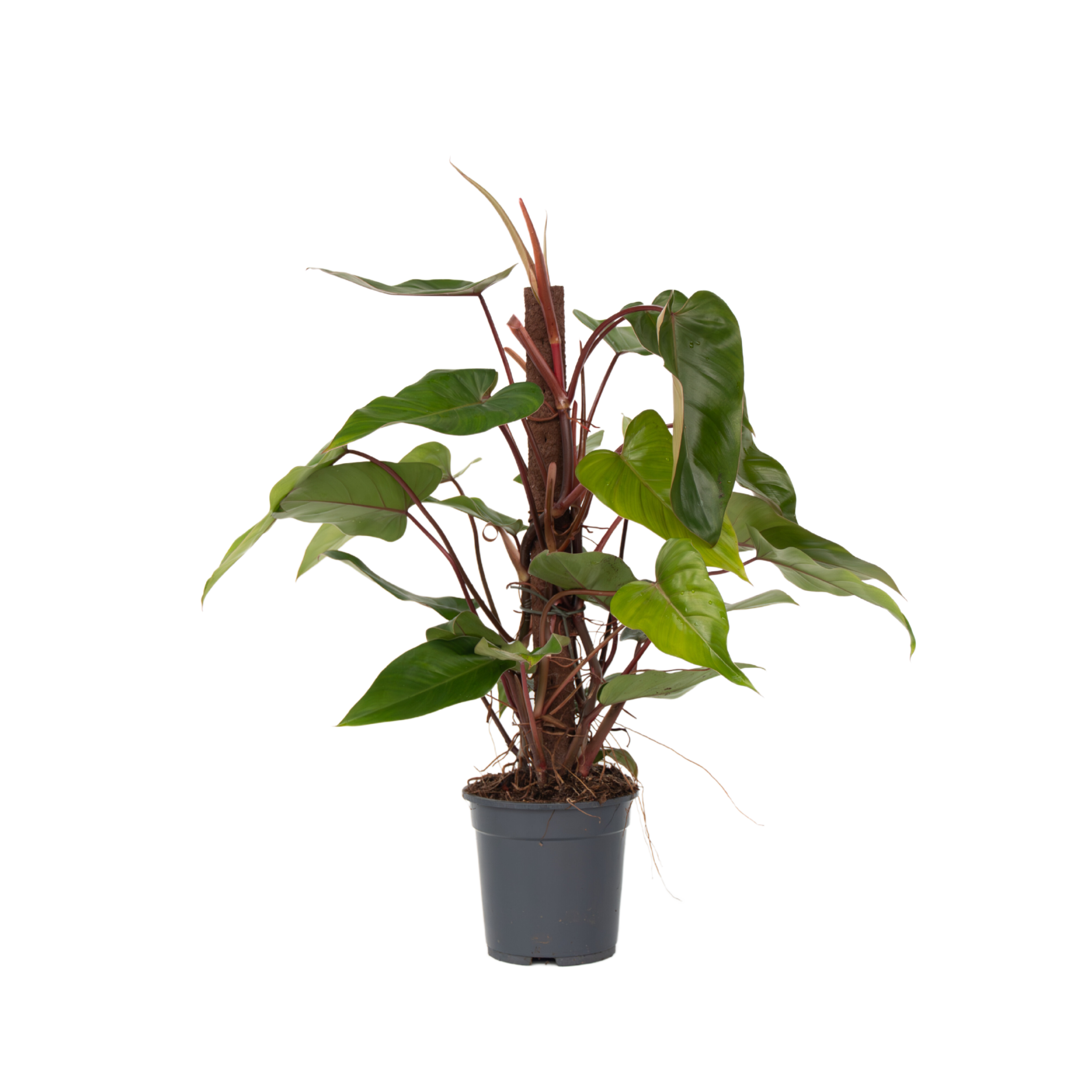 Sweetheart Plant - Philodendron Red Emerald Kratiste - Height 70-80cm - ⌀19cm