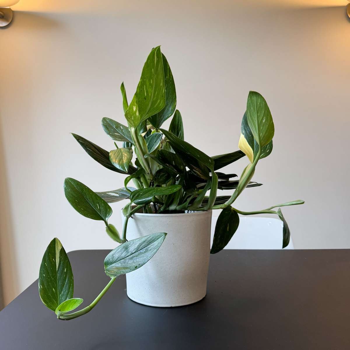 Sweetheart Plant - Philodendron Cobra - Height 55-65cm - ⌀19cm