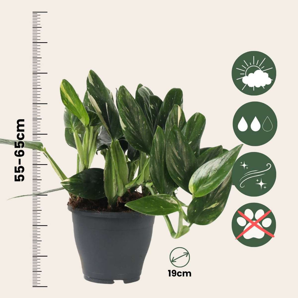 Sweetheart Plant - Philodendron Cobra - Height 55-65cm - ⌀19cm