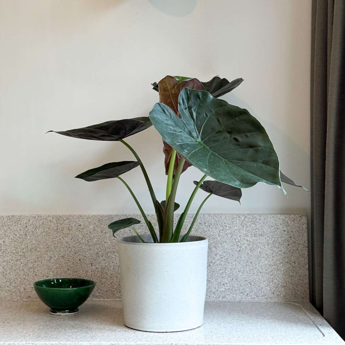 Elephant's Ear - Alocasia Wentii - Height 70-80cm - ⌀19cm