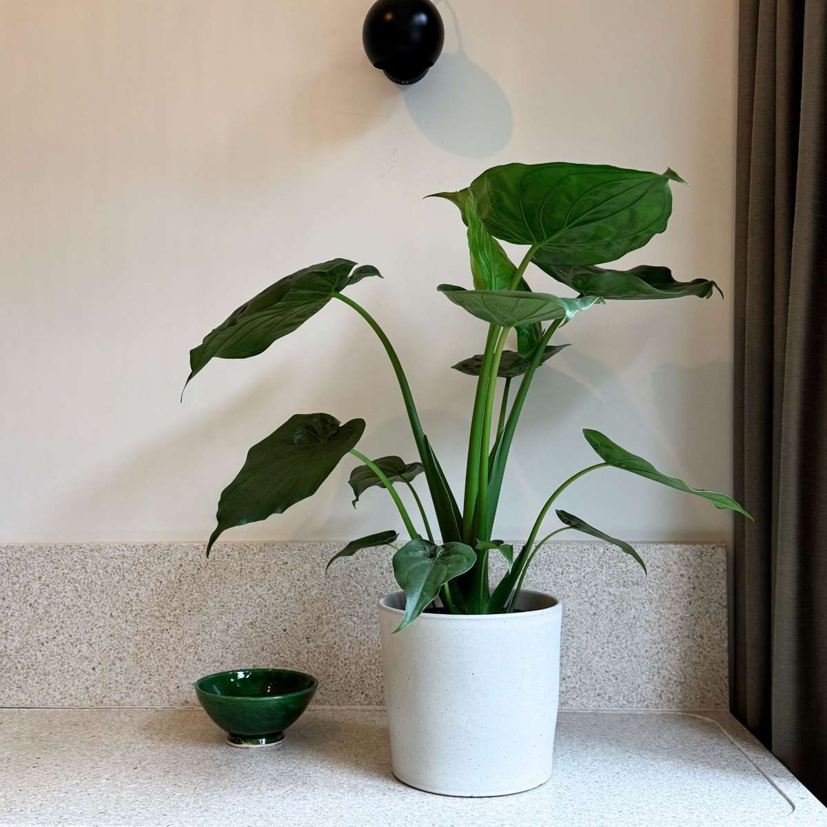Elephant's Ear - Alocasia 'Cucullata' - Height 70-80cm - ⌀19cm