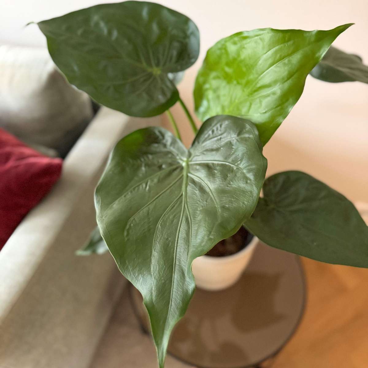 Elephant's Ear - Alocasia 'Cucullata' - Height 70-80cm - ⌀19cm