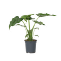 Elephant's Ear - Alocasia 'Cucullata' - Height 70-80cm - ⌀19cm