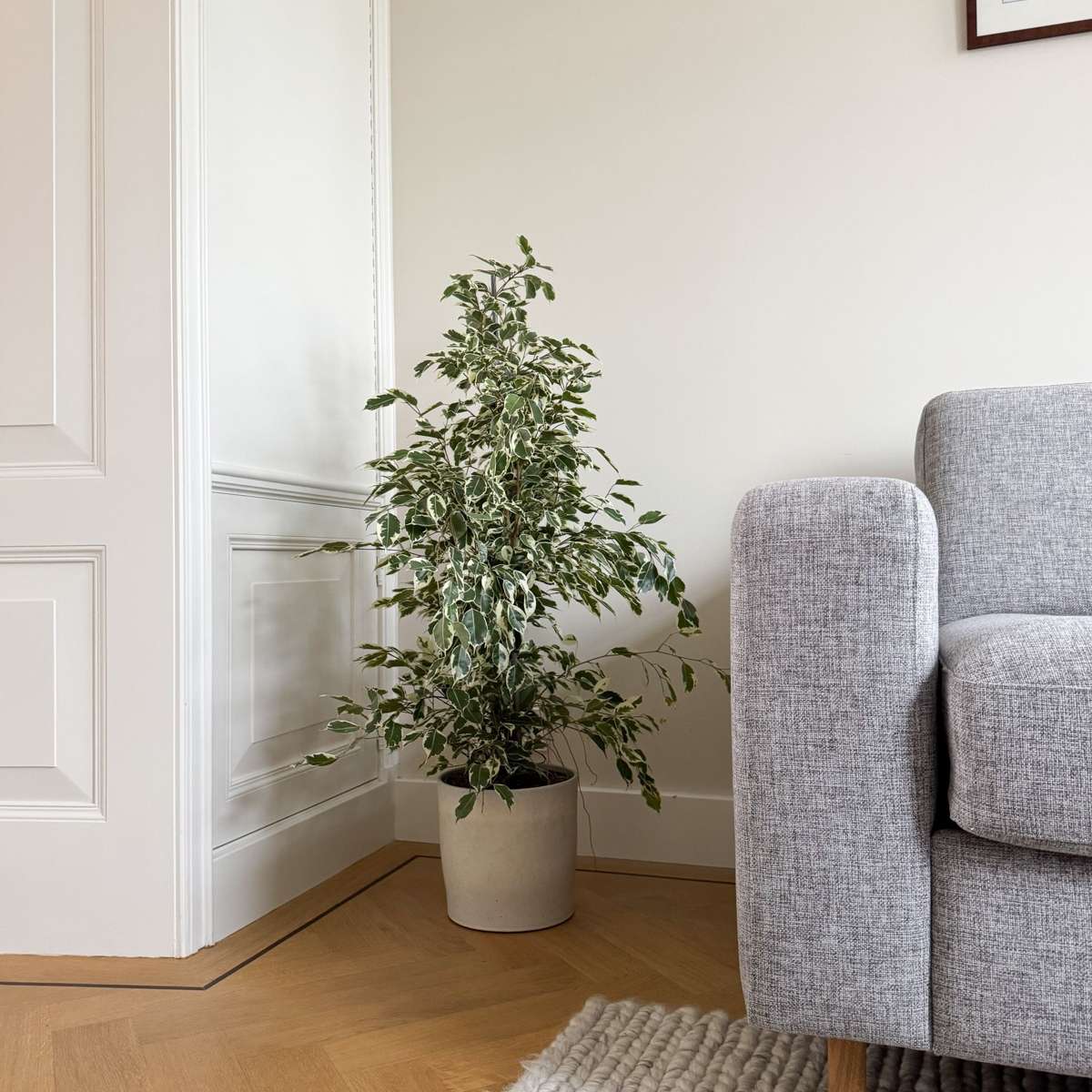 Weeping fig - Ficus Benjamina 'Twilight' - Height 100-110cm - ⌀21cm
