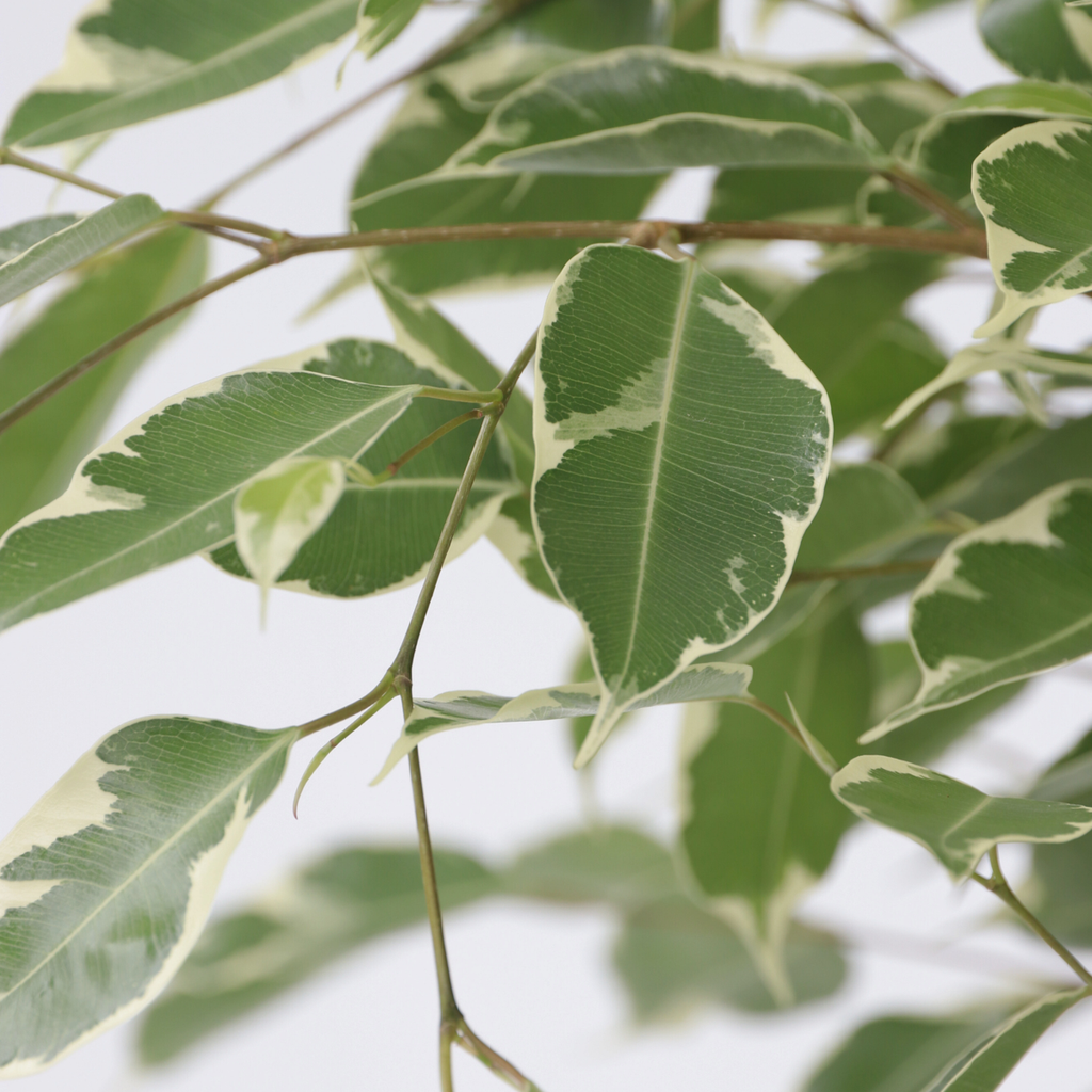 Weeping fig - Ficus Benjamina 'Twilight' - Height 100-110cm - ⌀21cm