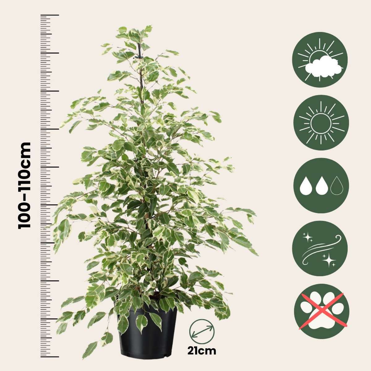 Weeping fig - Ficus Benjamina 'Twilight' - Height 100-110cm - ⌀21cm