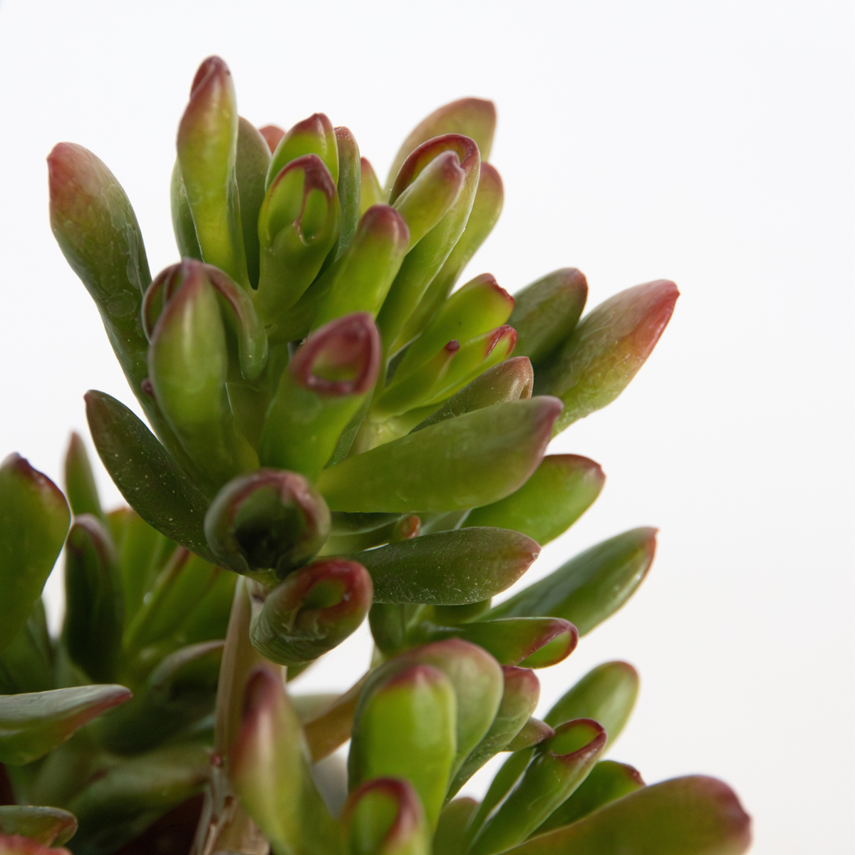 Jade Plant - Crassula ovata 'Gollum' - Height 15-25 cm - Pot 12 cm