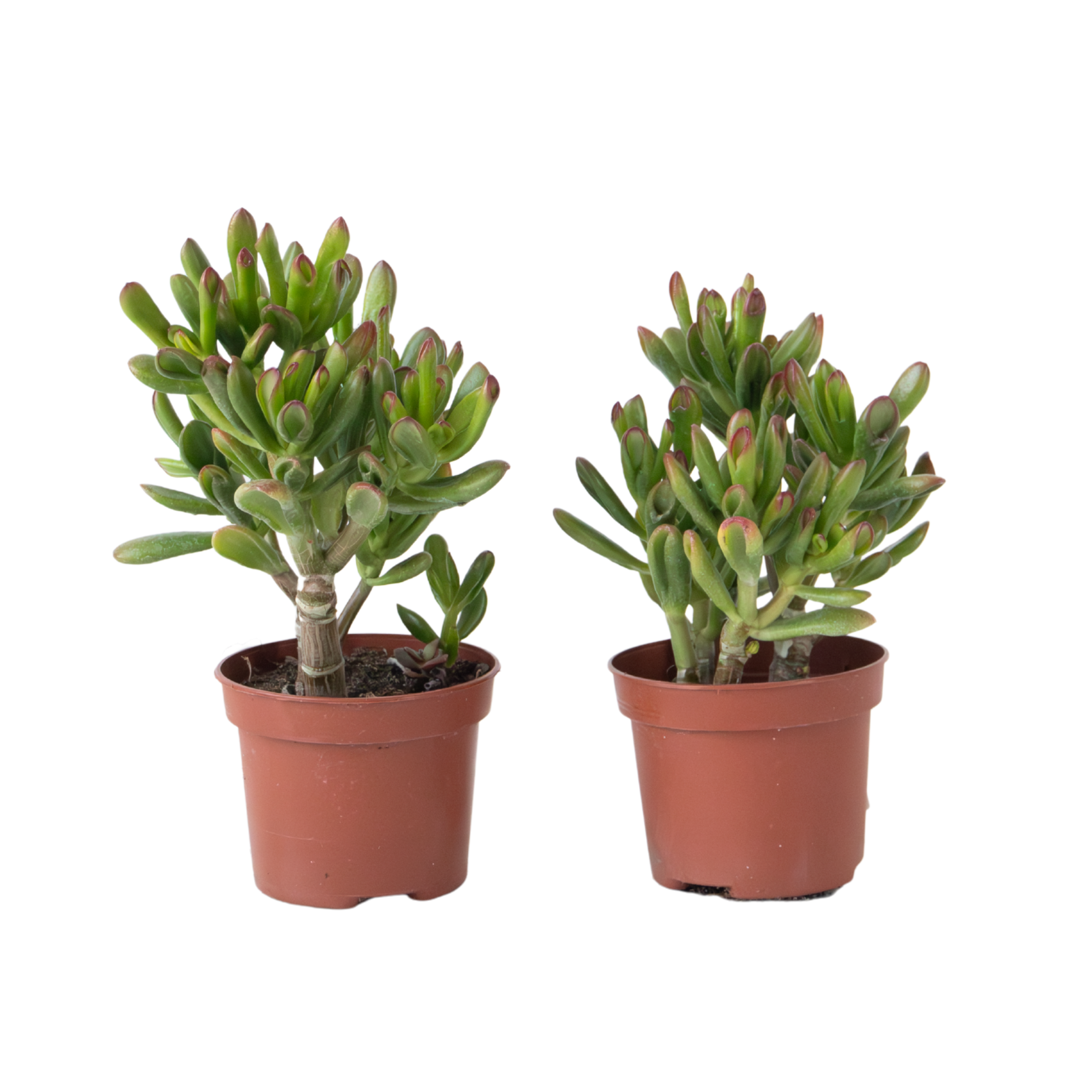 Jade Plant - Set of 2 - Crassula ovata 'Gollum' - Height 15-25 cm - Pot 12 cm