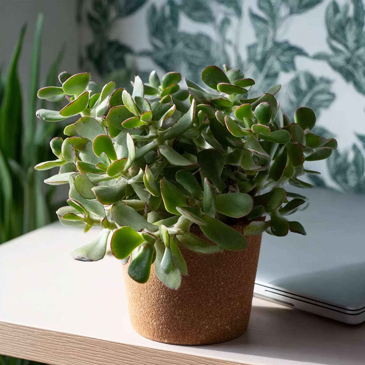 Jade Plant - Crassula arborescens 'Curly' - Height 15-25 cm - Pot 12 cm