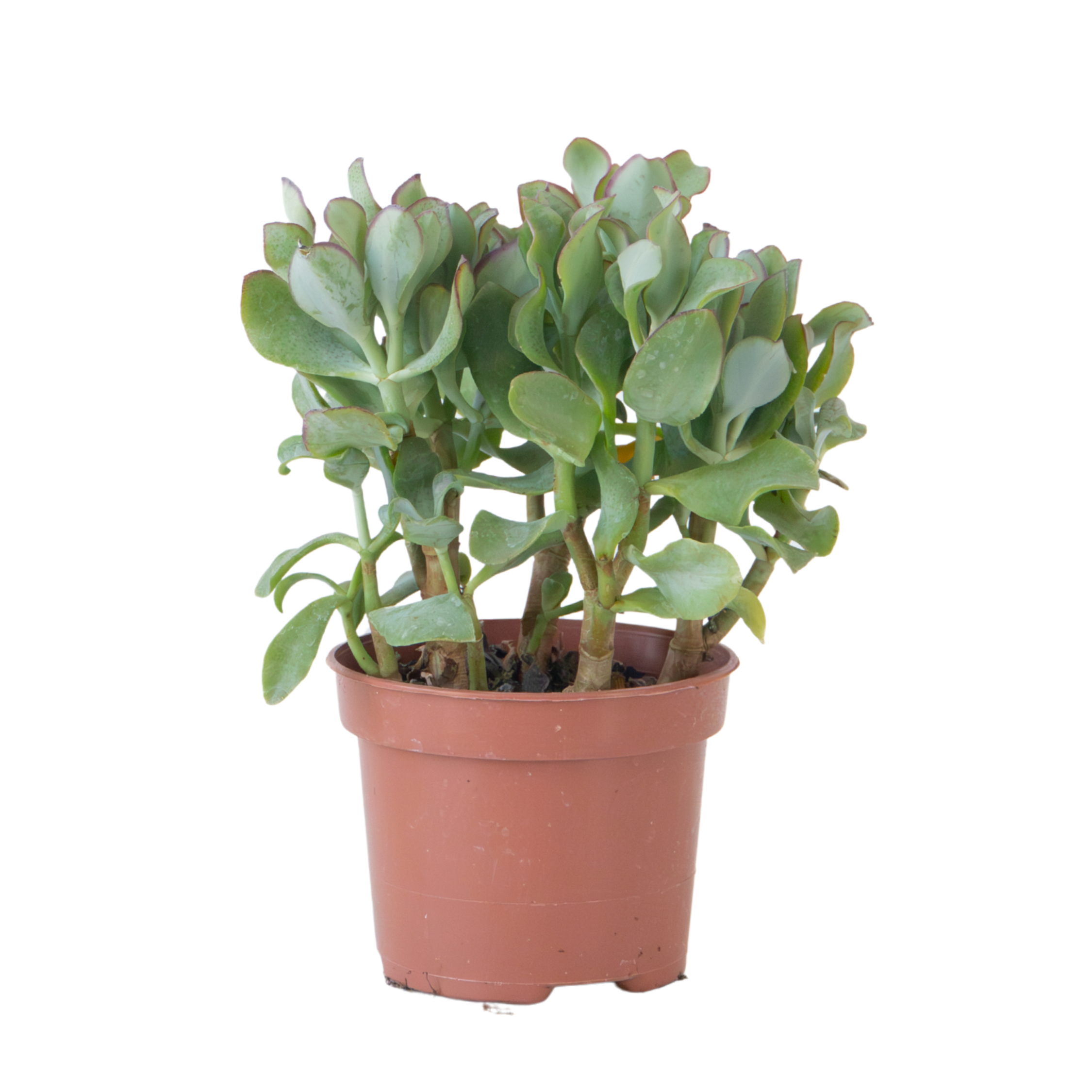 Jade Plant - Crassula arborescens 'Curly' - Height 15-25 cm - Pot 12 cm