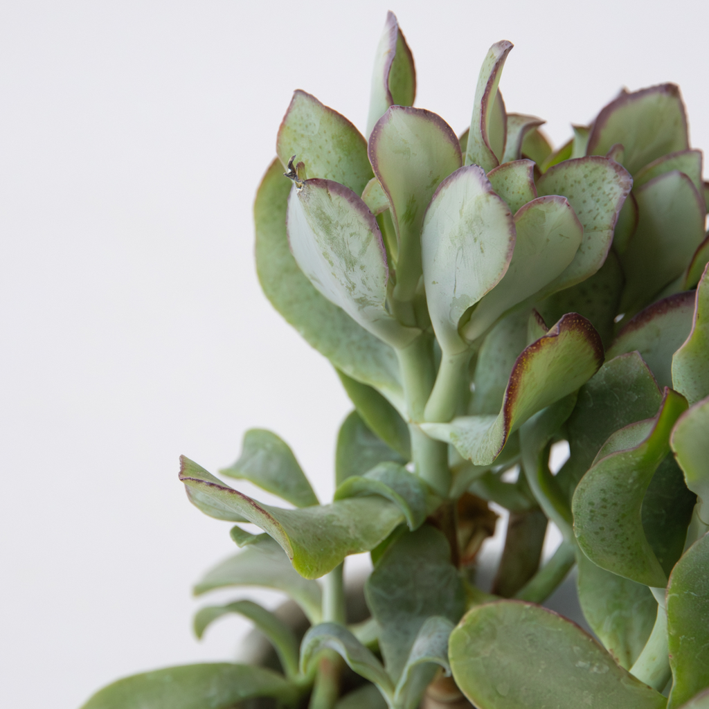 Jade Plant - Set of 2 - Crassula arborescens 'Curly' - Pot 12 cm