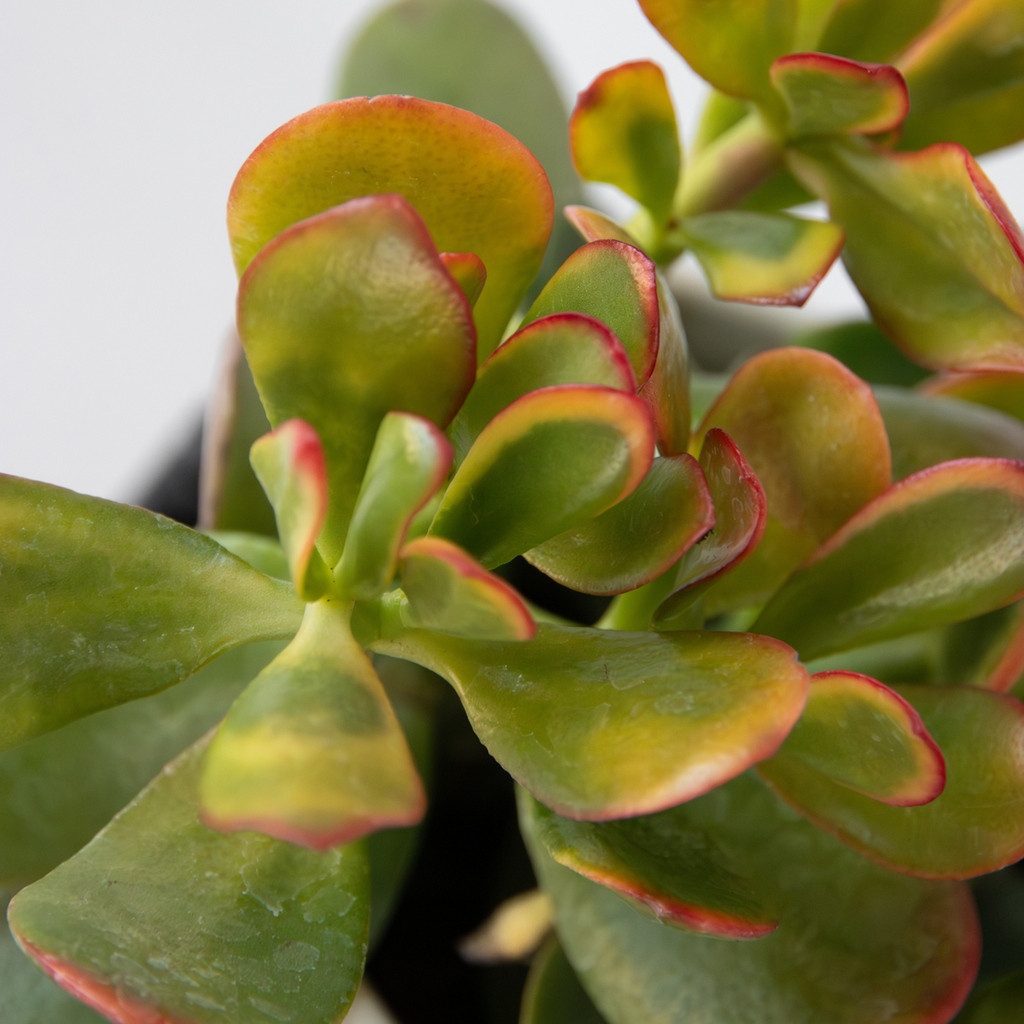 Money Tree - Mix of 3 - Crassula Minor, Hobbit, Sunset - Height 10-25cm - ø12cm