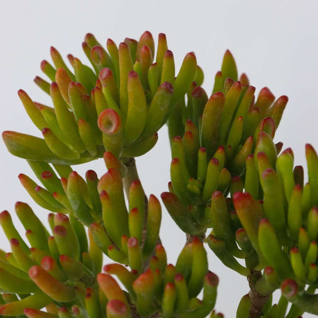 Jade plant - Crassula ovata 'Hobbit' - Height 10-20cm - ⌀12cm
