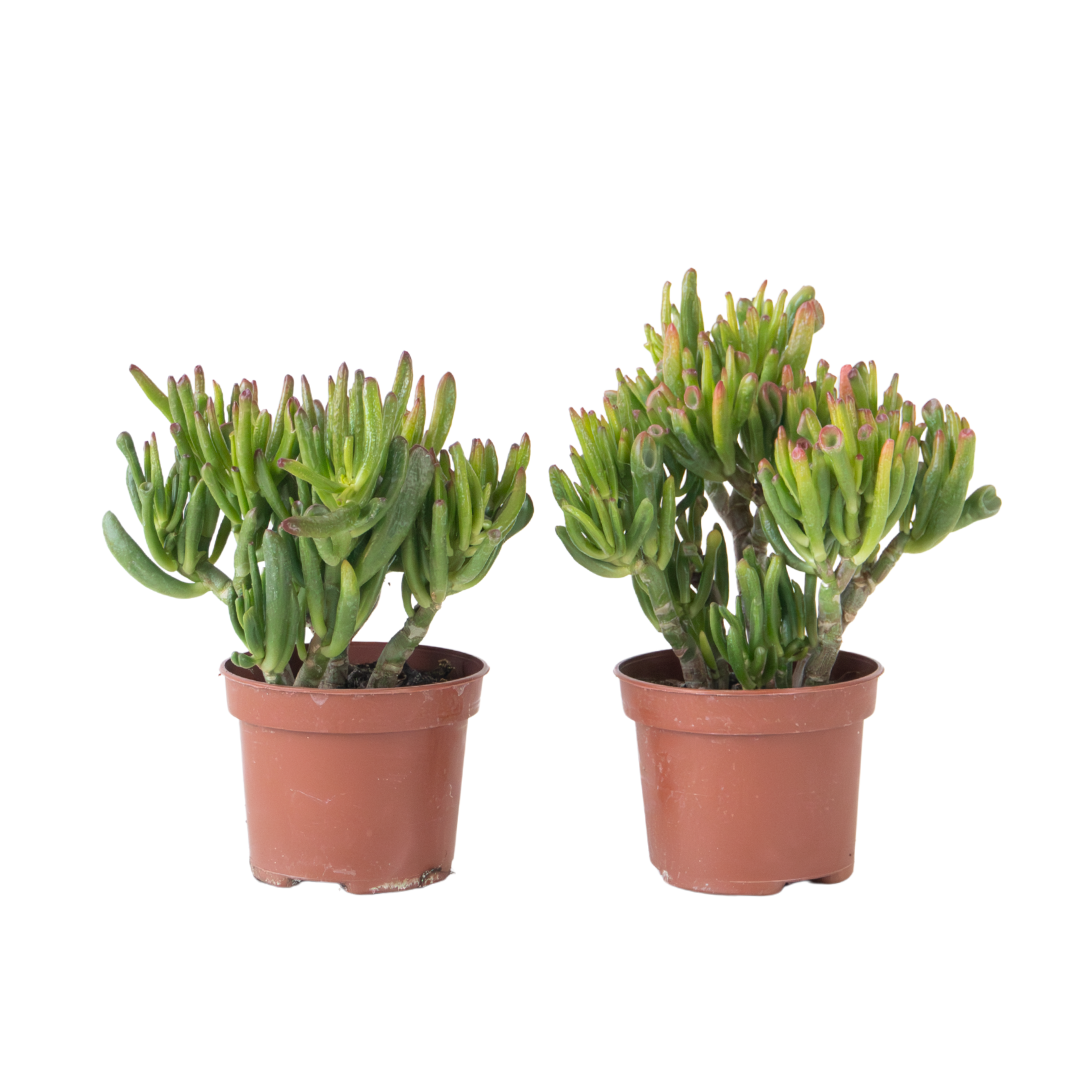 Jade plant - Set of 2 - Crassula ovata 'Hobbit' - Height 10-20cm - ⌀12cm