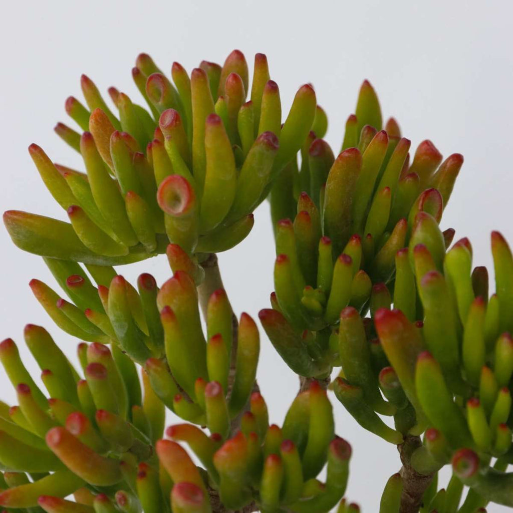 Jade plant - Crassula ovata 'Hobbit' - Height 45-50cm - ⌀23cm