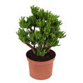 Jade plant - Crassula ovata 'Hobbit' - Height 45-50cm - ⌀23cm