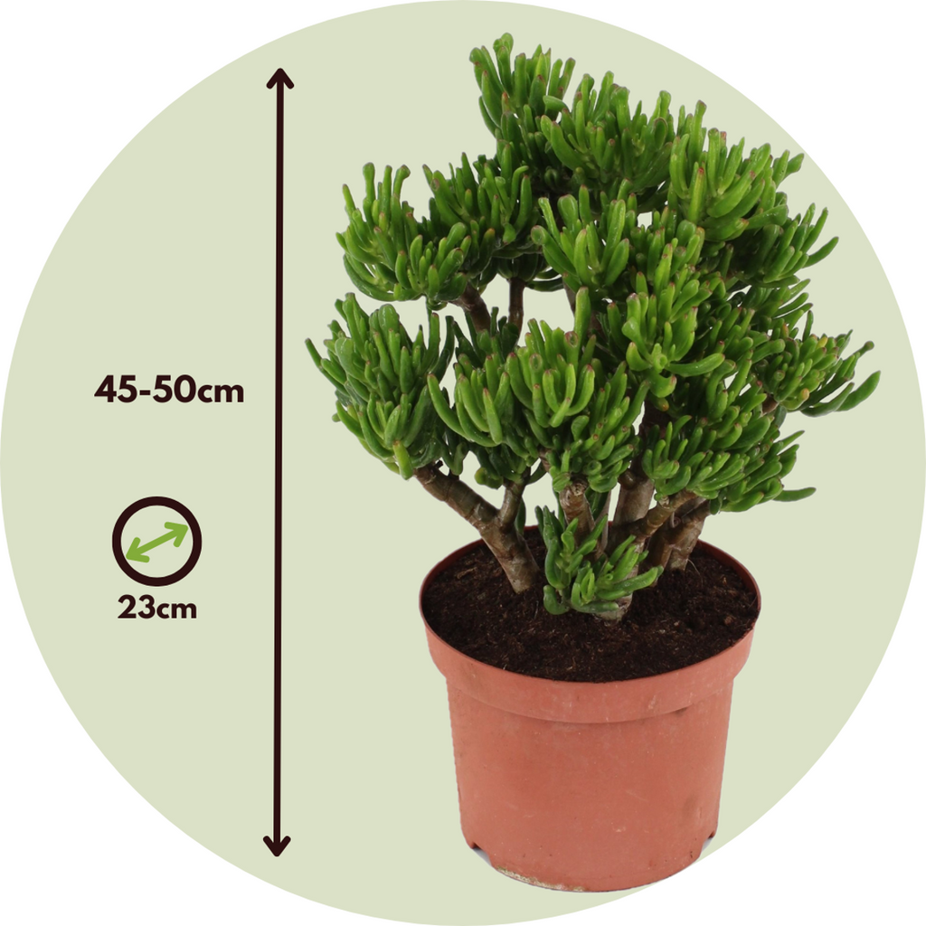 Jade plant - Crassula ovata 'Hobbit' - Height 45-50cm - ⌀23cm