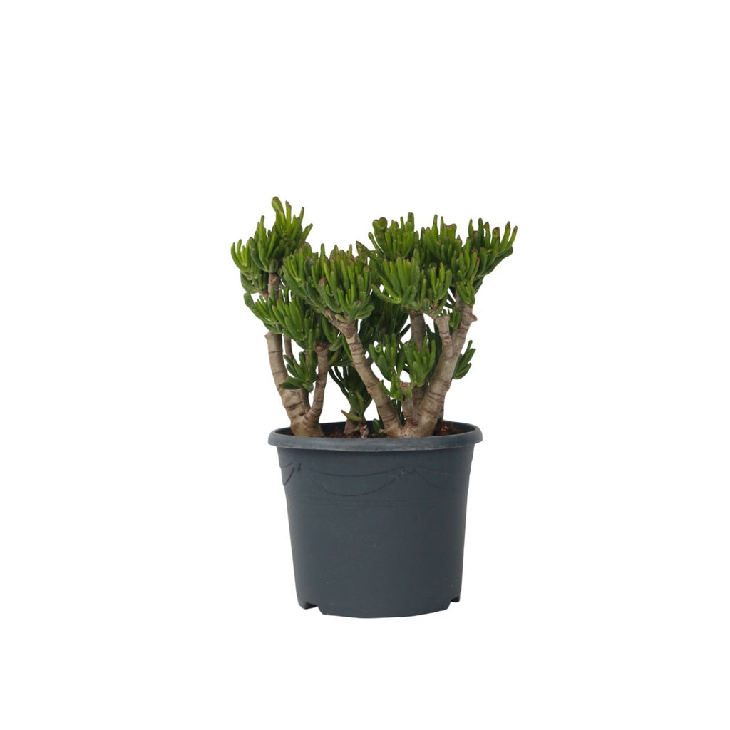 Jade plant - Crassula ovata 'Hobbit' - Height 55-60cm - ⌀30cm
