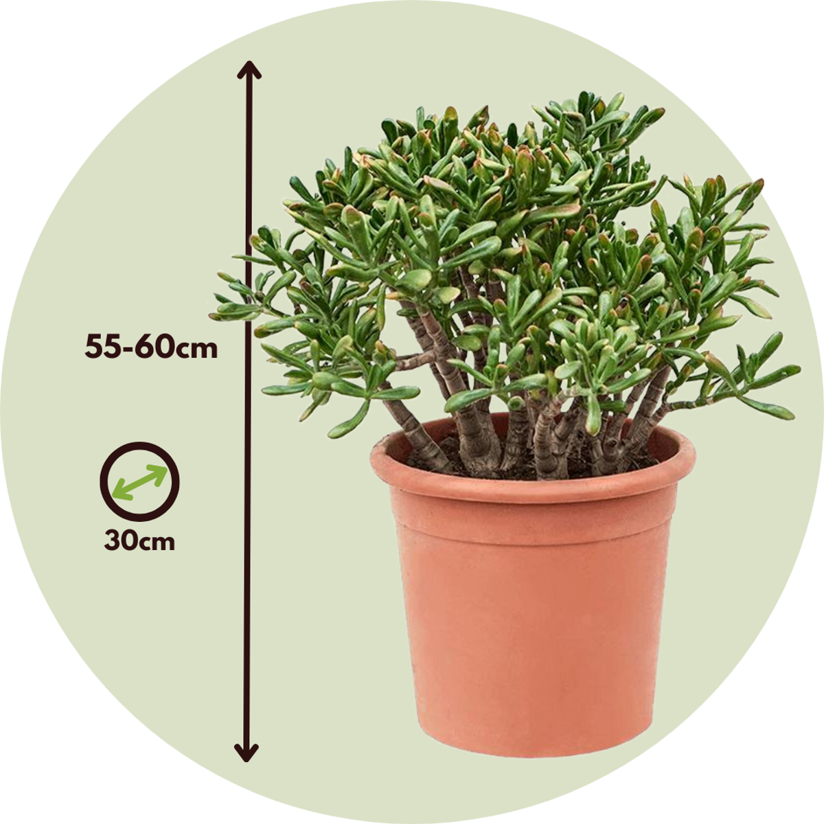 Jade plant - Crassula ovata 'Hobbit' - Height 55-60cm - ⌀30cm
