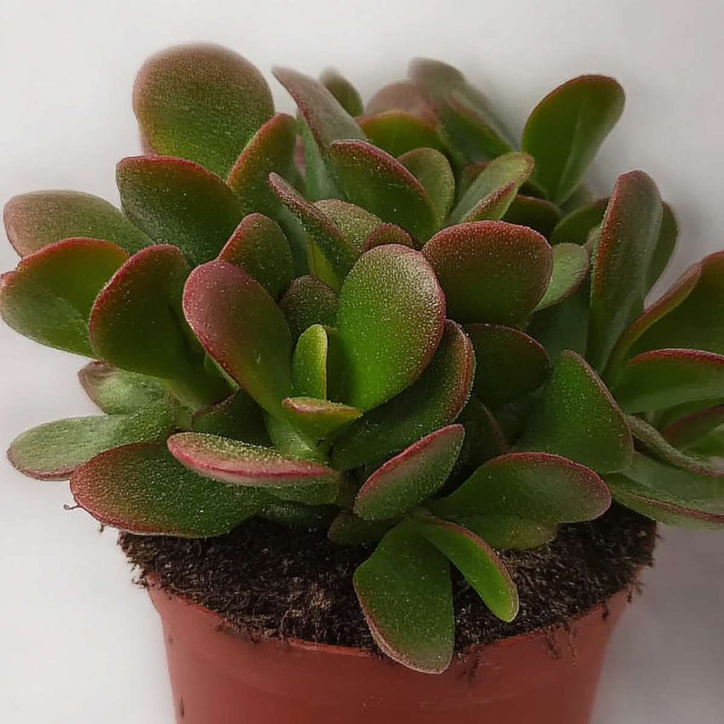 Jade plant - Crassula ovata 'Sunset' - Height 15-20cm - Pot 17cm