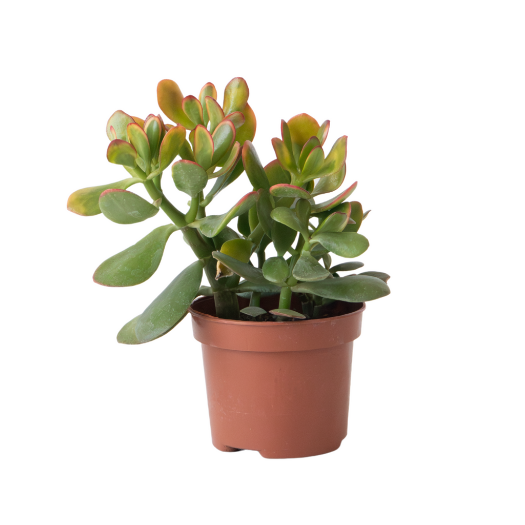 Jade plant - Crassula ovata 'Sunset' - Height 15-20cm - Pot 17cm