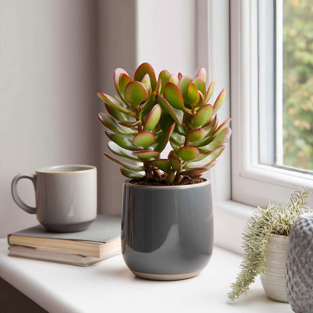 Jade plant - Set of 2 -  Crassula ovata 'Sunset' - Height 15-20cm - Pot 17cm
