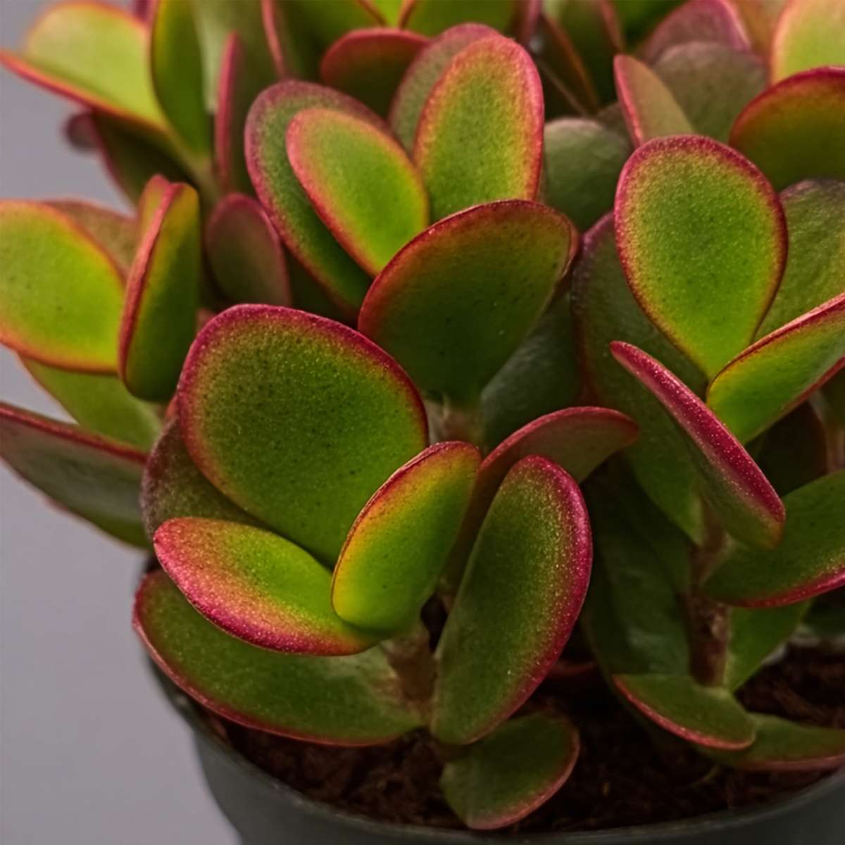 Jade plant - Set of 2 -  Crassula ovata 'Sunset' - Height 15-20cm - Pot 17cm