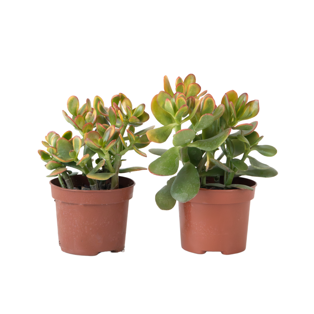 Jade plant - Set of 2 -  Crassula ovata 'Sunset' - Height 15-20cm - Pot 17cm
