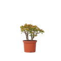 Jade plant - Crassula ovata 'Sunset' - Height 30-35cm - ⌀17cm