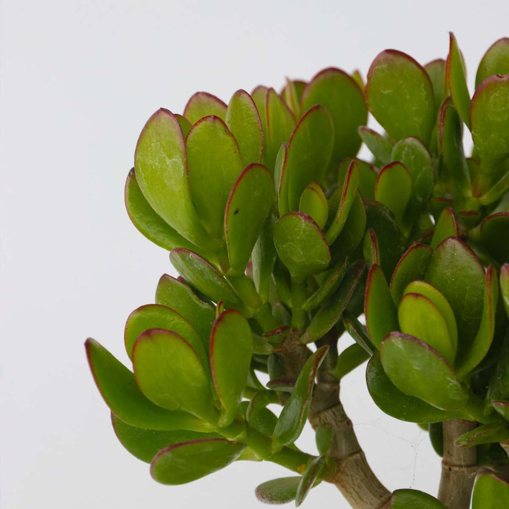 Jade plant - Set 2 - Crassula ovata - Height 15-25cm - ø12cm