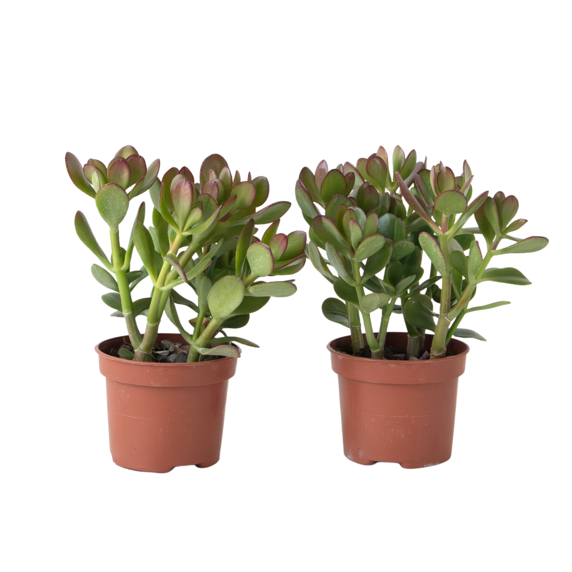 Jade plant - Set 2 - Crassula ovata - Height 15-25cm - ø12cm