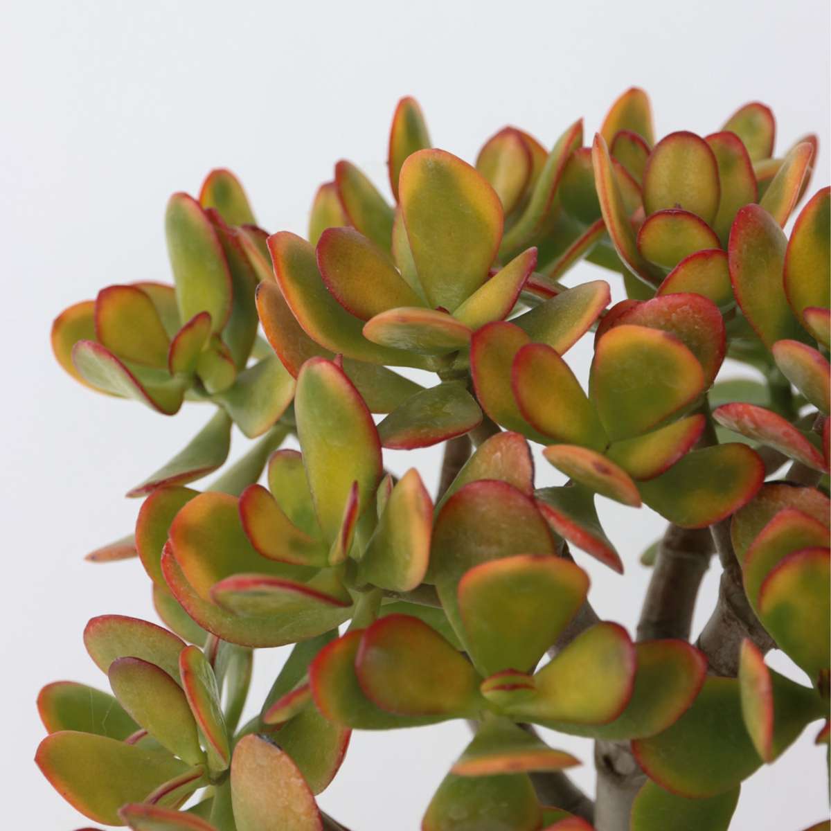 Jade plant - Crassula ovata 'Sunset' - Height 45-50cm - ⌀23cm