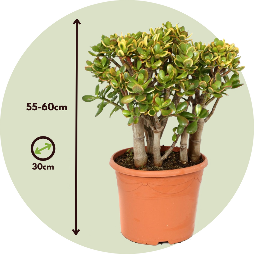 Jade plant - Crassula ovata 'Sunset' - Height 55-60cm - ⌀30cm