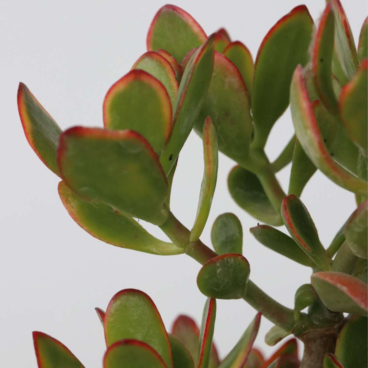 Jade plant - Crassula ovata 'Sunset' - Height 55-60cm - ⌀30cm